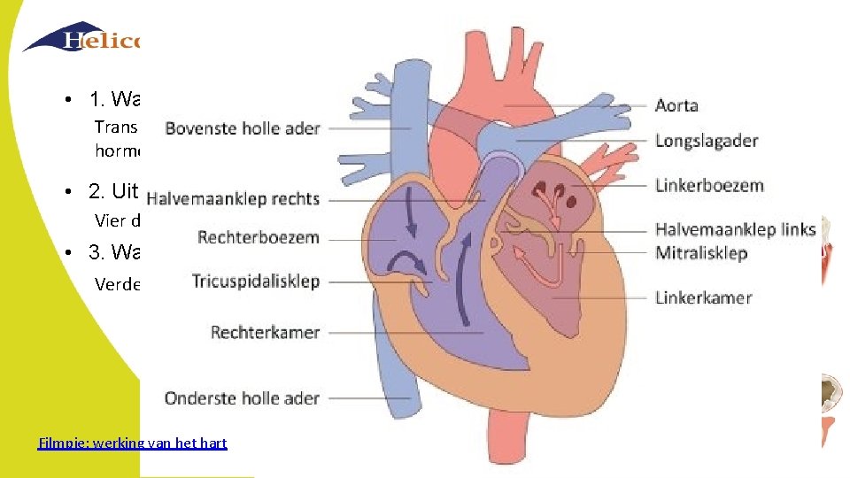 Hart & bloedvaten • 1. Wat is de functie van hart en bloedvaten? Transporteren