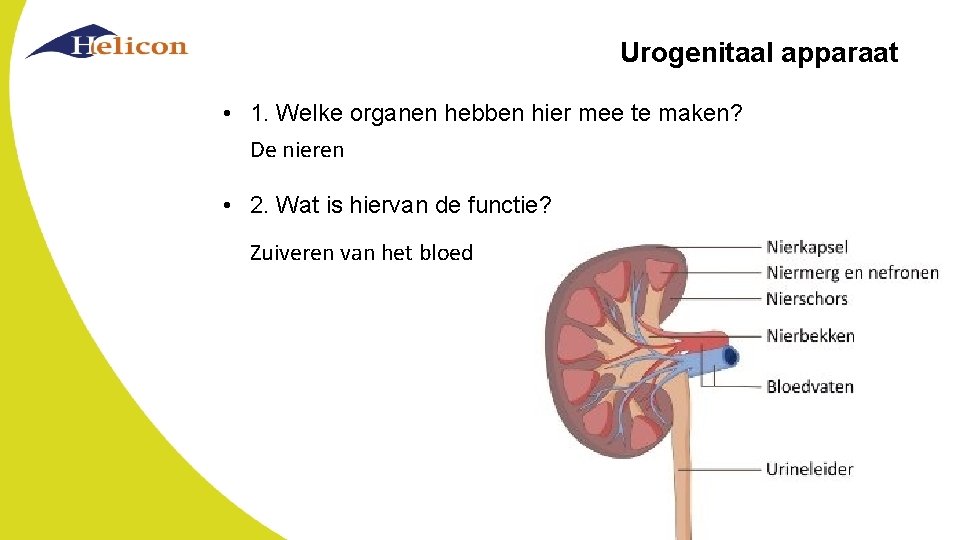 Urogenitaal apparaat • 1. Welke organen hebben hier mee te maken? De nieren •