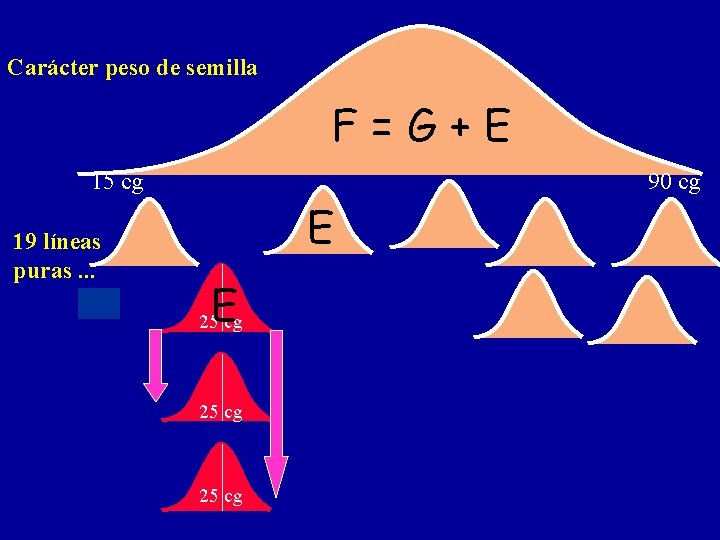 Carácter peso de semilla F=G+E 15 cg 19 líneas puras. . . 90 cg