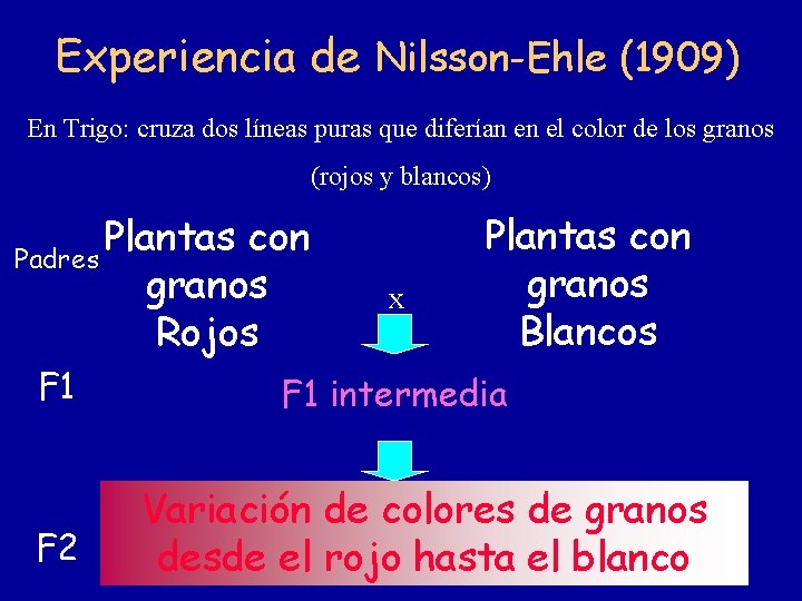 Experiencia de Nilsson-Ehle (1909) En Trigo: cruza dos líneas puras que diferían en el