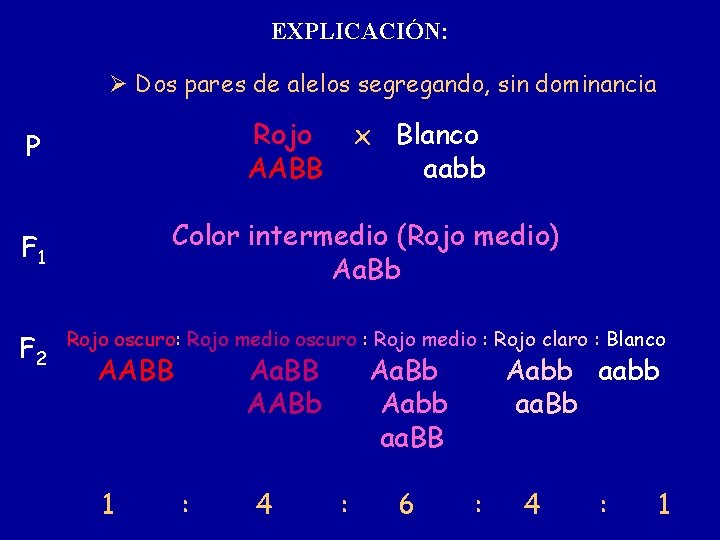 EXPLICACIÓN: Dos pares de alelos segregando, sin dominancia Rojo AABB P Color intermedio (Rojo
