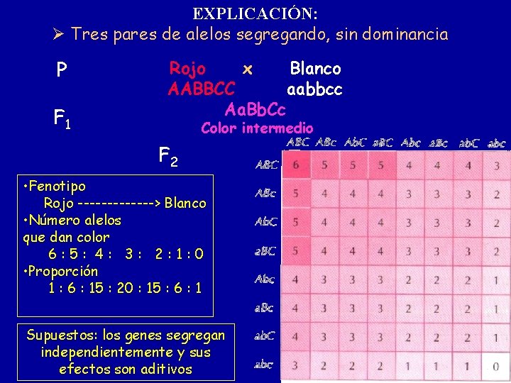 EXPLICACIÓN: Tres pares de alelos segregando, sin dominancia P F 1 Rojo x Blanco