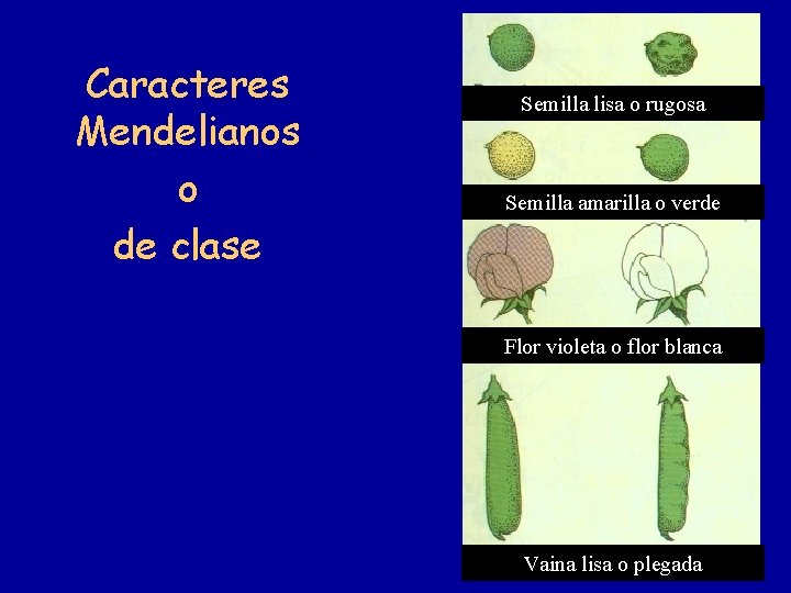 Caracteres Mendelianos o de clase Semilla lisa o rugosa Semilla amarilla o verde Flor