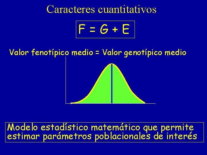 Caracteres cuantitativos F=G+E Valor fenotípico medio = Valor genotípico medio Modelo estadístico matemático que