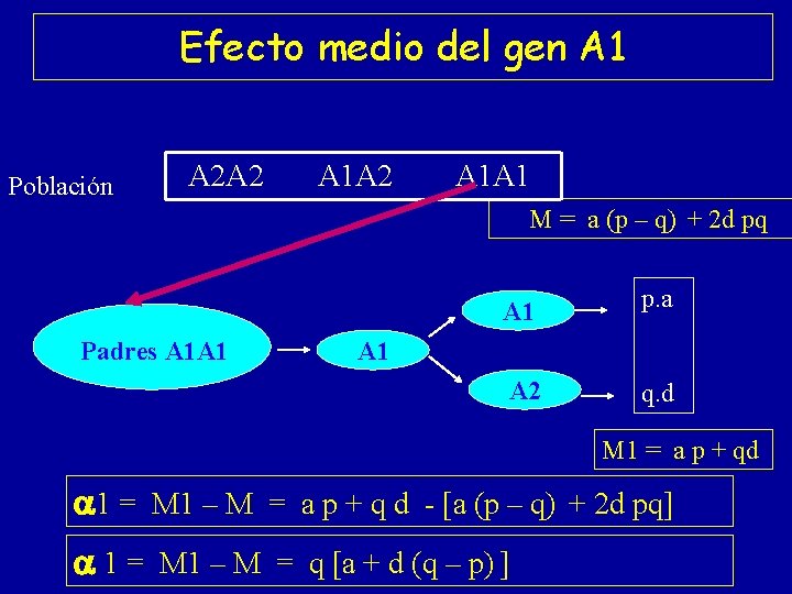 Efecto medio del gen A 1 Población A 2 A 2 A 1 A