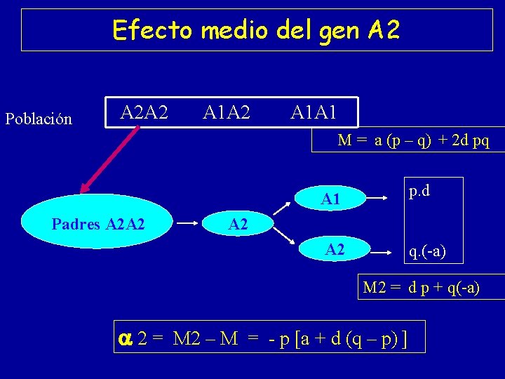 Efecto medio del gen A 2 Población A 2 A 2 A 1 A