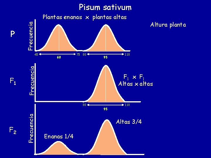 Pisum sativum P Frecuencia Plantas enanas x plantas altas F 1 60 75 80