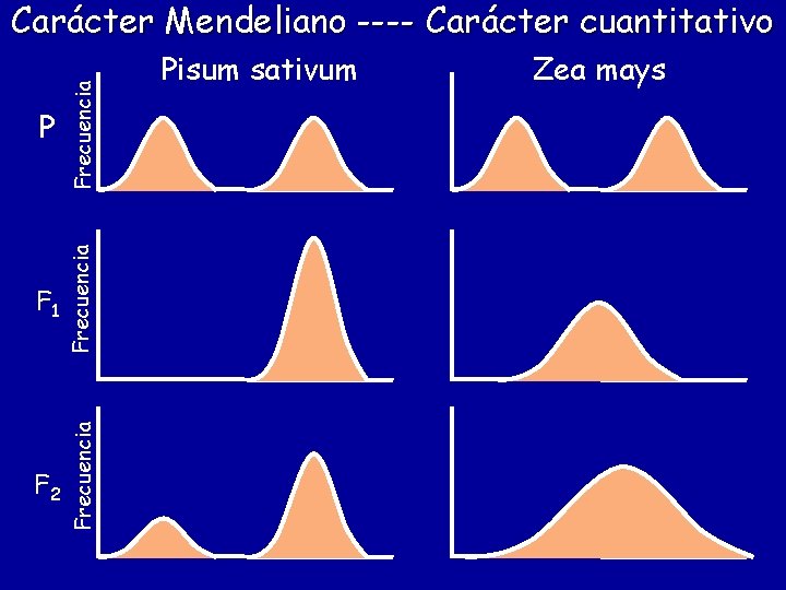 P Frecuencia F 1 Frecuencia F 2 Frecuencia Carácter Mendeliano ---- Carácter cuantitativo Pisum