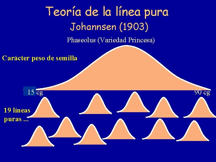 Teoría de la línea pura Johannsen (1903) Phaseolus (Variedad Princesa) Carácter peso de semilla