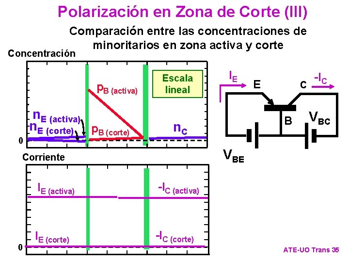 Polarización en Zona de Corte (III) Comparación entre las concentraciones de minoritarios en zona