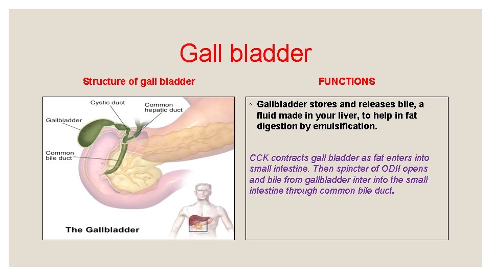 Gall bladder Structure of gall bladder FUNCTIONS ◦ Gallbladder stores and releases bile, a