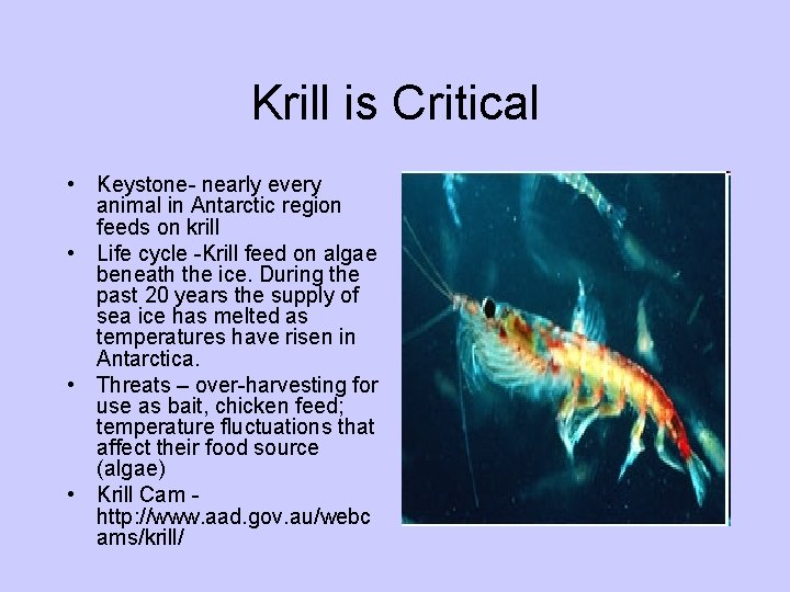 Krill is Critical • Keystone- nearly every animal in Antarctic region feeds on krill
