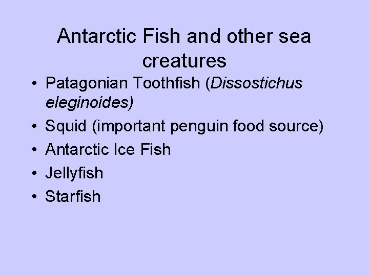 Antarctic Fish and other sea creatures • Patagonian Toothfish (Dissostichus eleginoides) • Squid (important
