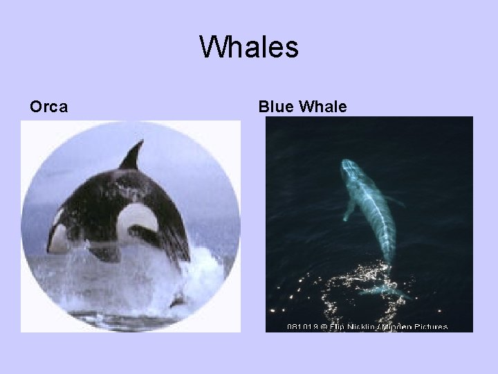 Whales Orca Blue Whale 