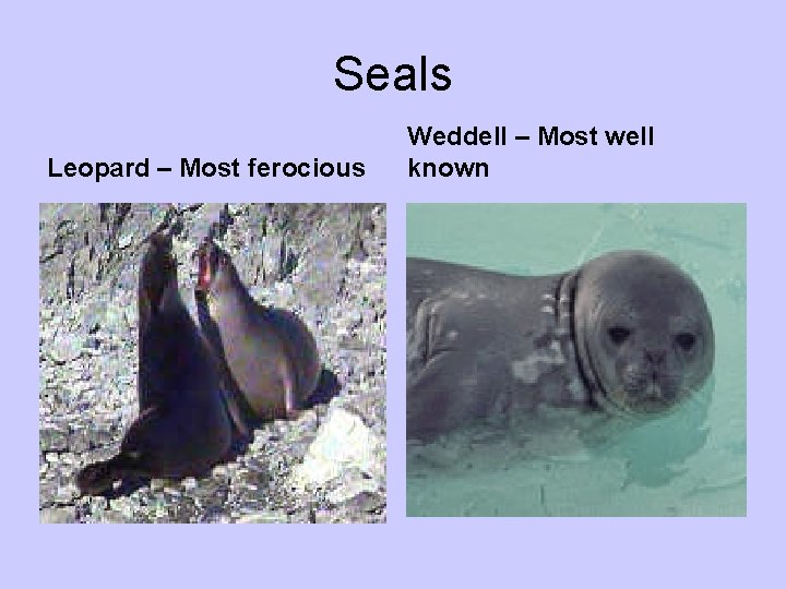 Seals Leopard – Most ferocious Weddell – Most well known 