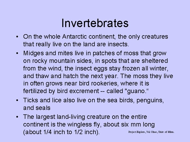 Invertebrates • On the whole Antarctic continent, the only creatures that really live on