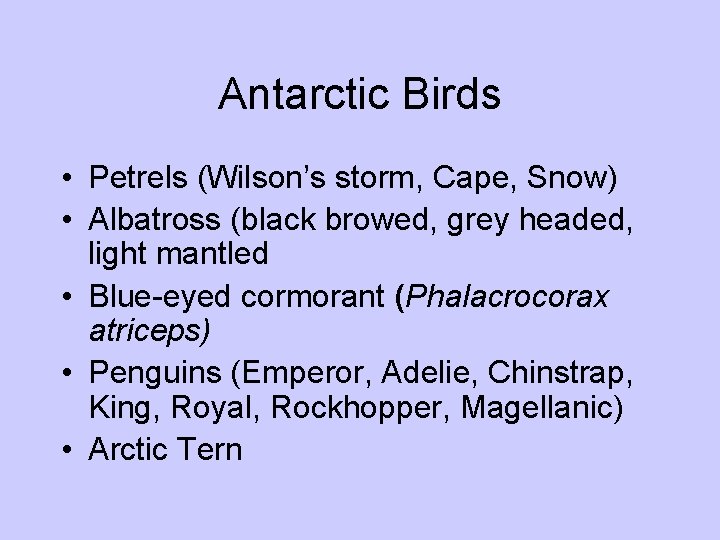 Antarctic Birds • Petrels (Wilson’s storm, Cape, Snow) • Albatross (black browed, grey headed,