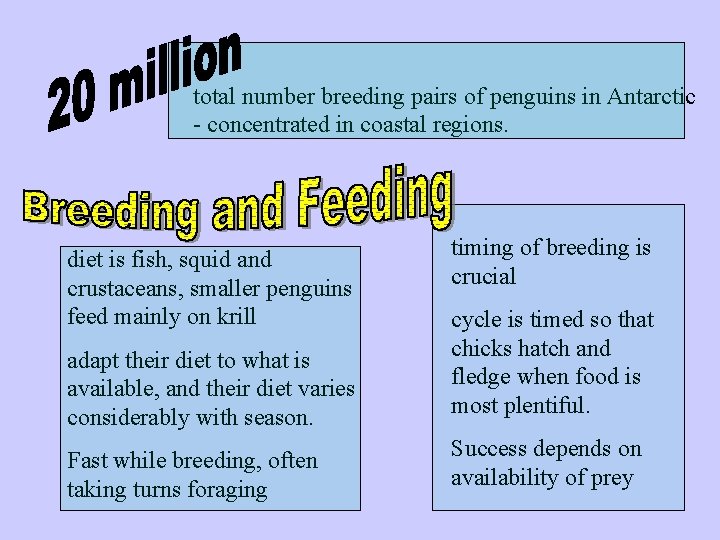 total number breeding pairs of penguins in Antarctic - concentrated in coastal regions. diet