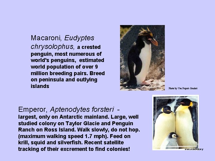 Macaroni, Eudyptes chrysolophus, a crested penguin, most numerous of world's penguins, estimated world population