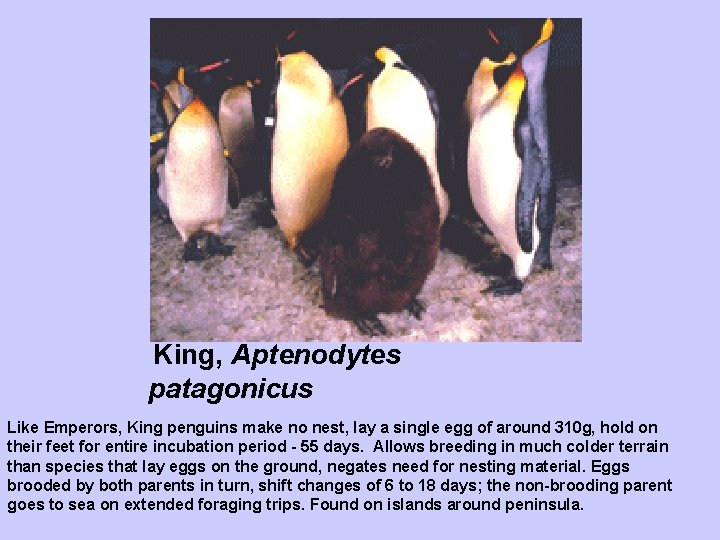 King, Aptenodytes patagonicus Like Emperors, King penguins make no nest, lay a single egg