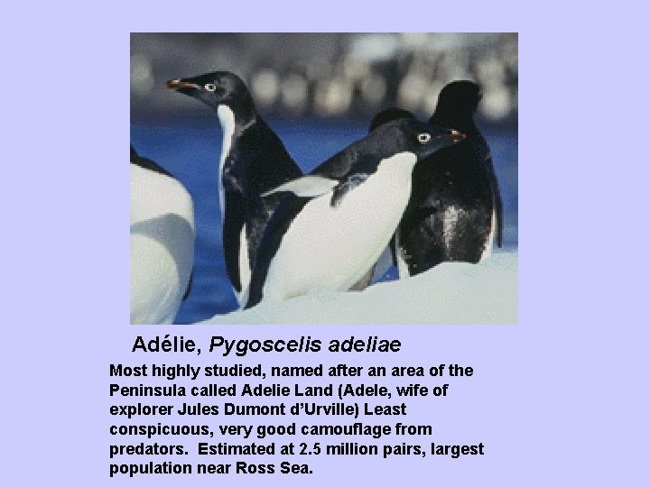 Adélie, Pygoscelis adeliae Most highly studied, named after an area of the Peninsula called
