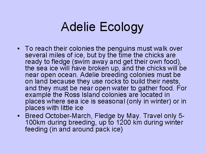 Adelie Ecology • To reach their colonies the penguins must walk over several miles