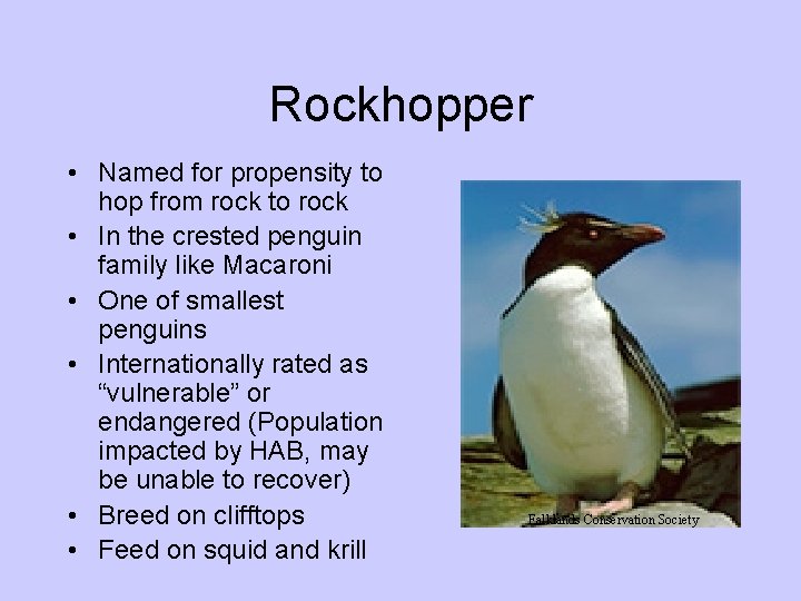 Rockhopper • Named for propensity to hop from rock to rock • In the