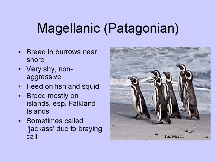Magellanic (Patagonian) • Breed in burrows near shore • Very shy, nonaggressive • Feed