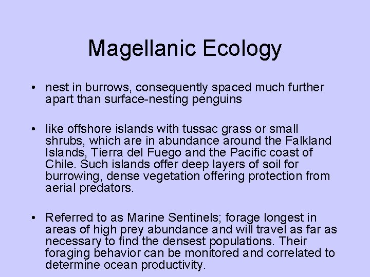 Magellanic Ecology • nest in burrows, consequently spaced much further apart than surface-nesting penguins