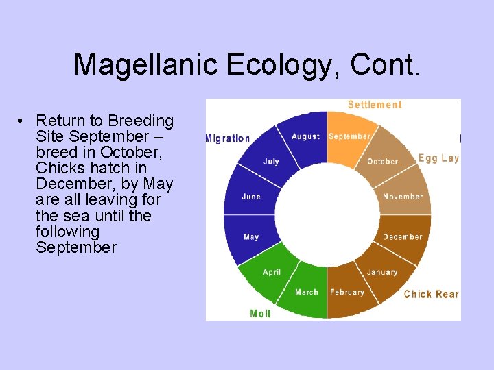 Magellanic Ecology, Cont. • Return to Breeding Site September – breed in October, Chicks