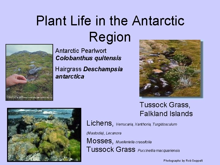 Plant Life in the Antarctic Region Antarctic Pearlwort Colobanthus quitensis Hairgrass Deschampsia antarctica Tussock