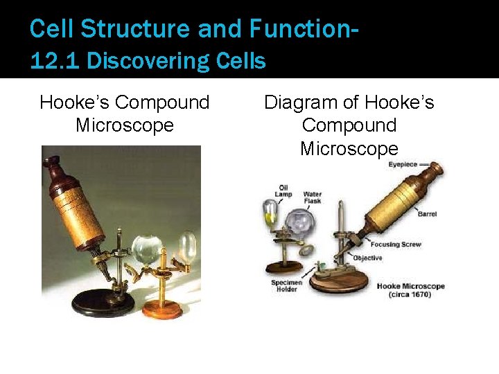 Cell Structure and Function 12. 1 Discovering Cells Hooke’s Compound Microscope Diagram of Hooke’s
