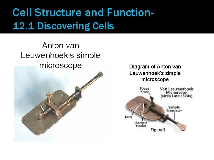 Cell Structure and Function 12. 1 Discovering Cells Anton van Leuwenhoek’s simple microscope Diagram