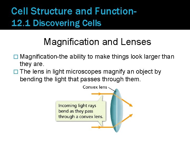 Cell Structure and Function 12. 1 Discovering Cells Magnification and Lenses � Magnification-the ability