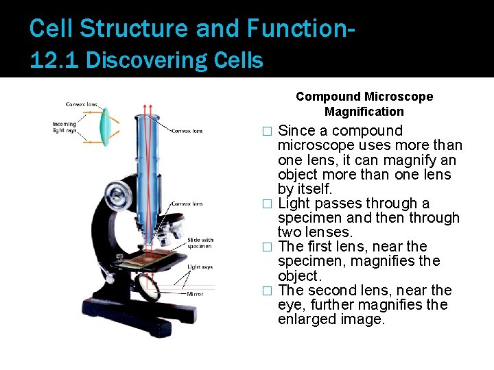 Cell Structure and Function 12. 1 Discovering Cells Compound Microscope Magnification Since a compound
