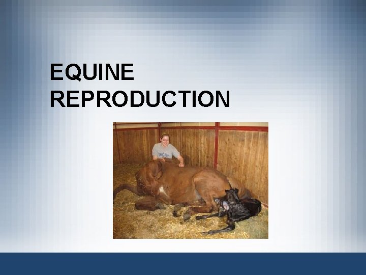 EQUINE REPRODUCTION 