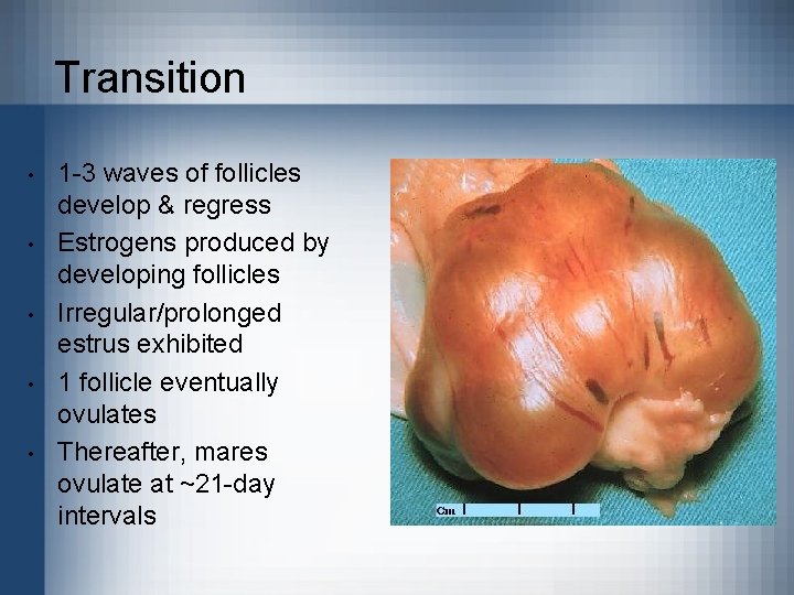 Transition • • • 1 -3 waves of follicles develop & regress Estrogens produced