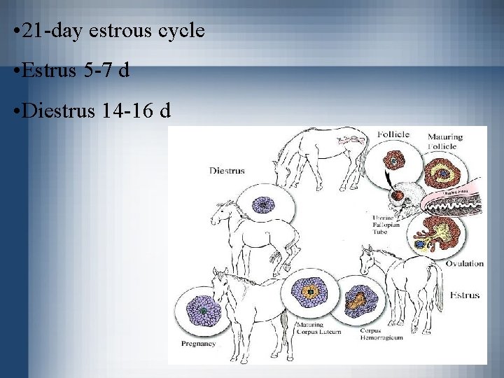  • 21 -day estrous cycle • Estrus 5 -7 d • Diestrus 14