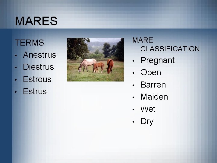 MARES TERMS • Anestrus • Diestrus • Estrous • Estrus MARE CLASSIFICATION • •
