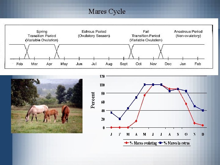 Percent Mares Cycle 