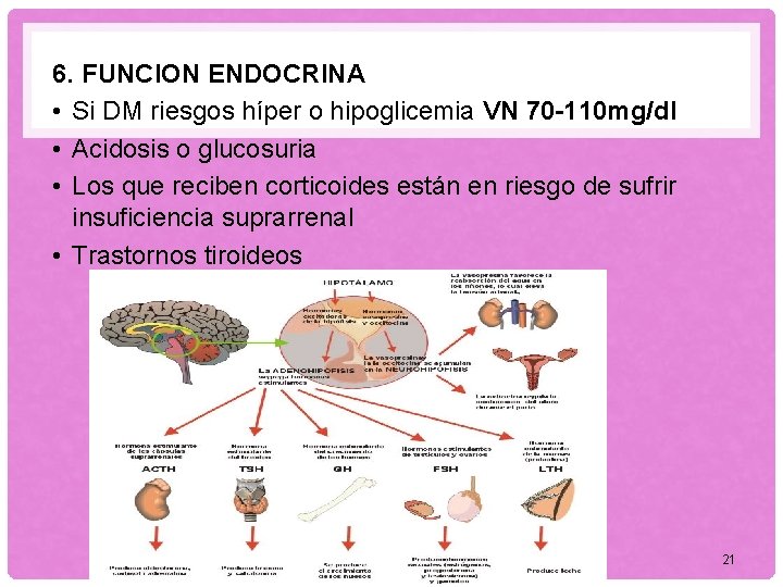 6. FUNCION ENDOCRINA • Si DM riesgos híper o hipoglicemia VN 70 -110 mg/dl