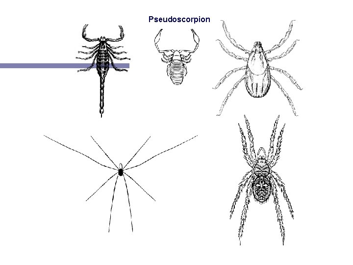 Pseudoscorpion Scorpion Daddy-long-legs Tick (a mite) Wolf Spider 