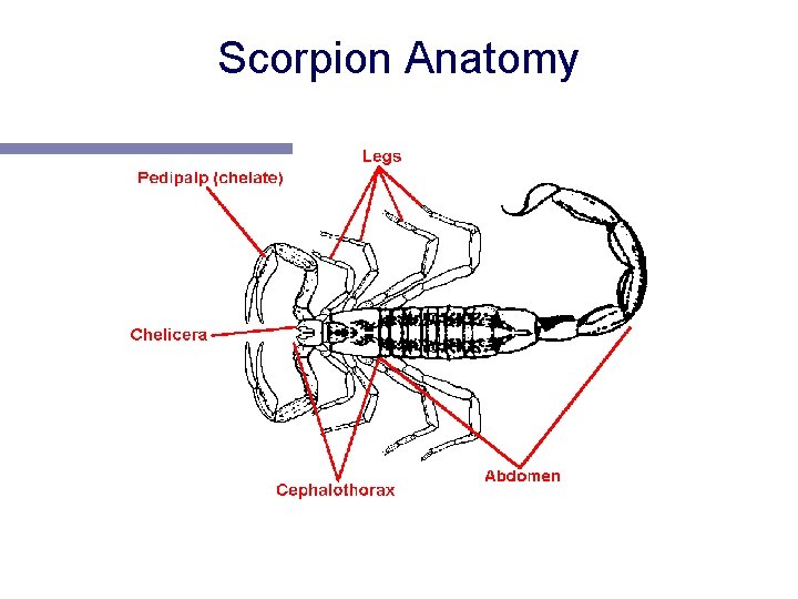 Scorpion Anatomy 