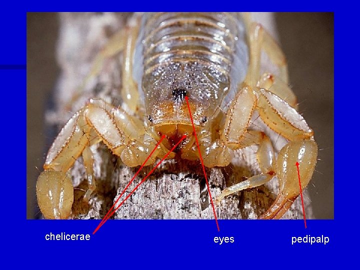 chelicerae eyes pedipalp 