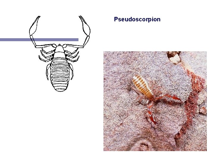 Pseudoscorpion 