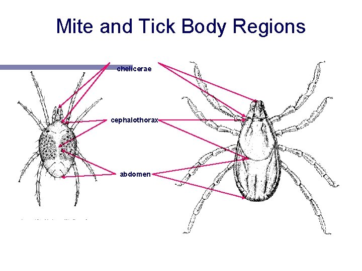 Mite and Tick Body Regions pedipalps & chelicerae cephalothorax abdomen 