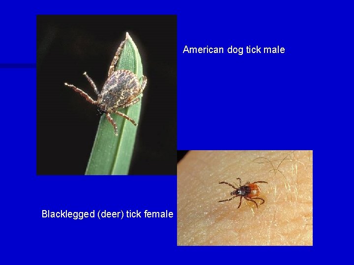 American dog tick male Blacklegged (deer) tick female 