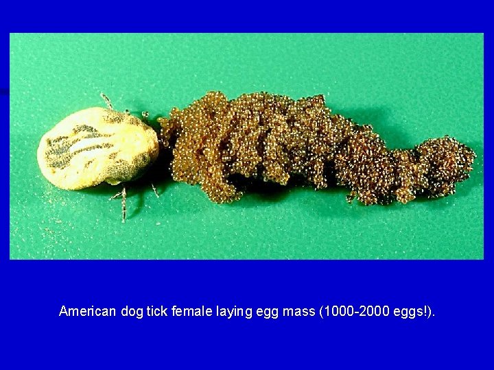 American dog tick female laying egg mass (1000 -2000 eggs!). 