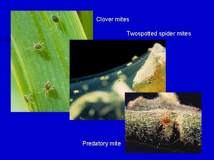 Clover mites Twospotted spider mites Predatory mite 