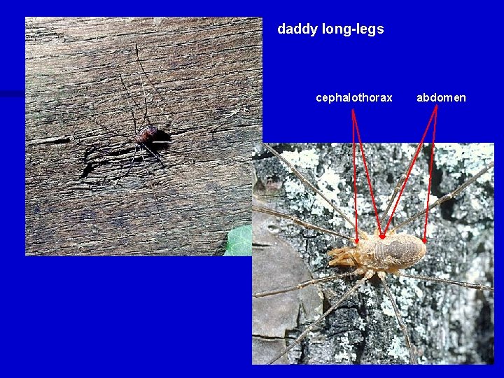 daddy long-legs cephalothorax abdomen 